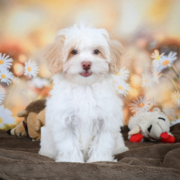 F1 Maltipoo Puppy for Sale