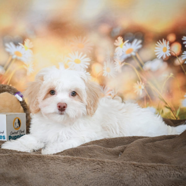 F1 Maltipoo Puppy for Sale