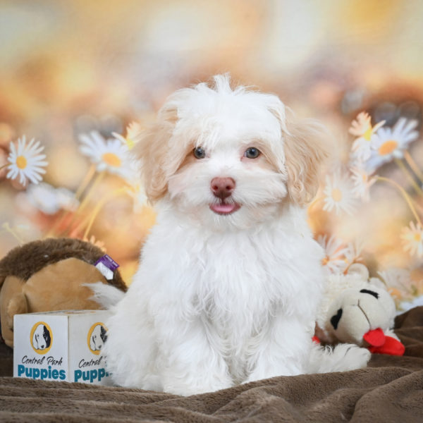 F1 Maltipoo Puppy for Sale
