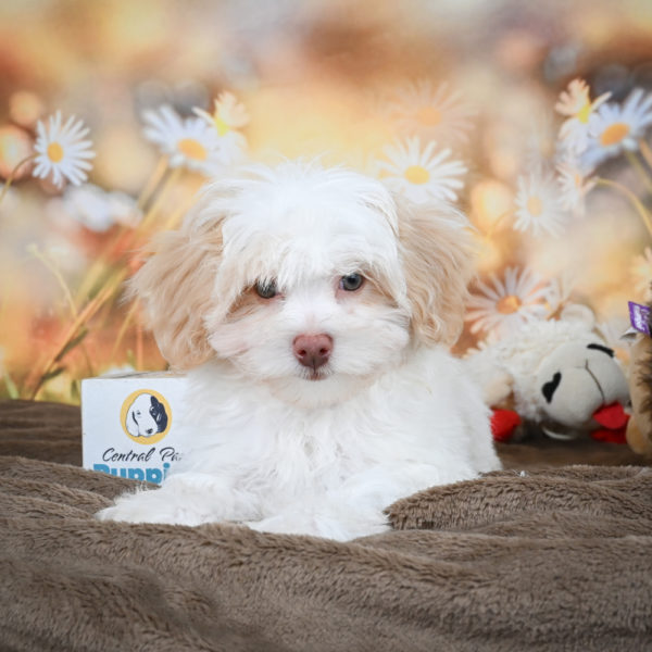 F1 Maltipoo Puppy for Sale
