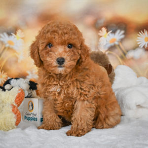 F1bb Maltipoo Puppy for Sale