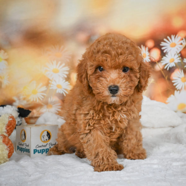 F1bb Maltipoo Puppy for Sale