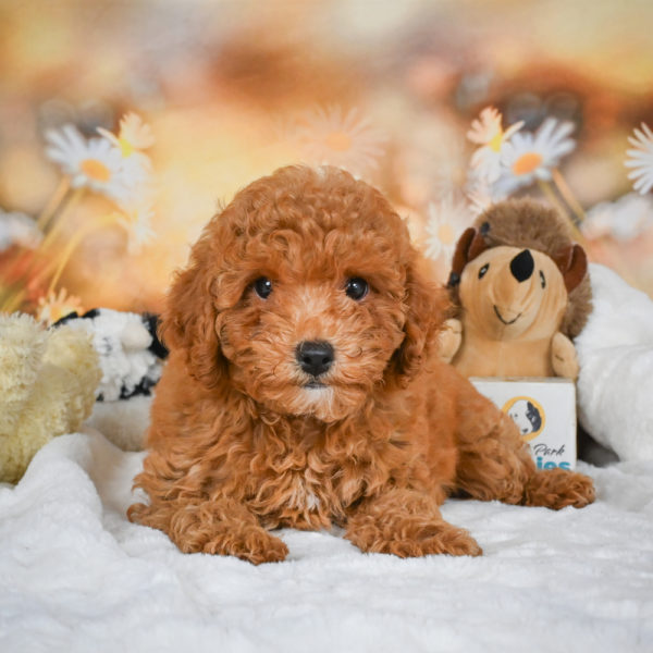 F1bb Maltipoo Puppy for Sale