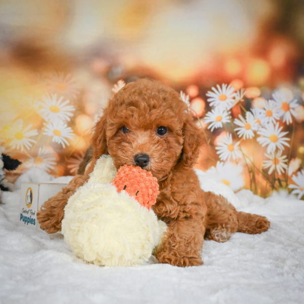 F1bb Maltipoo Puppy for Sale