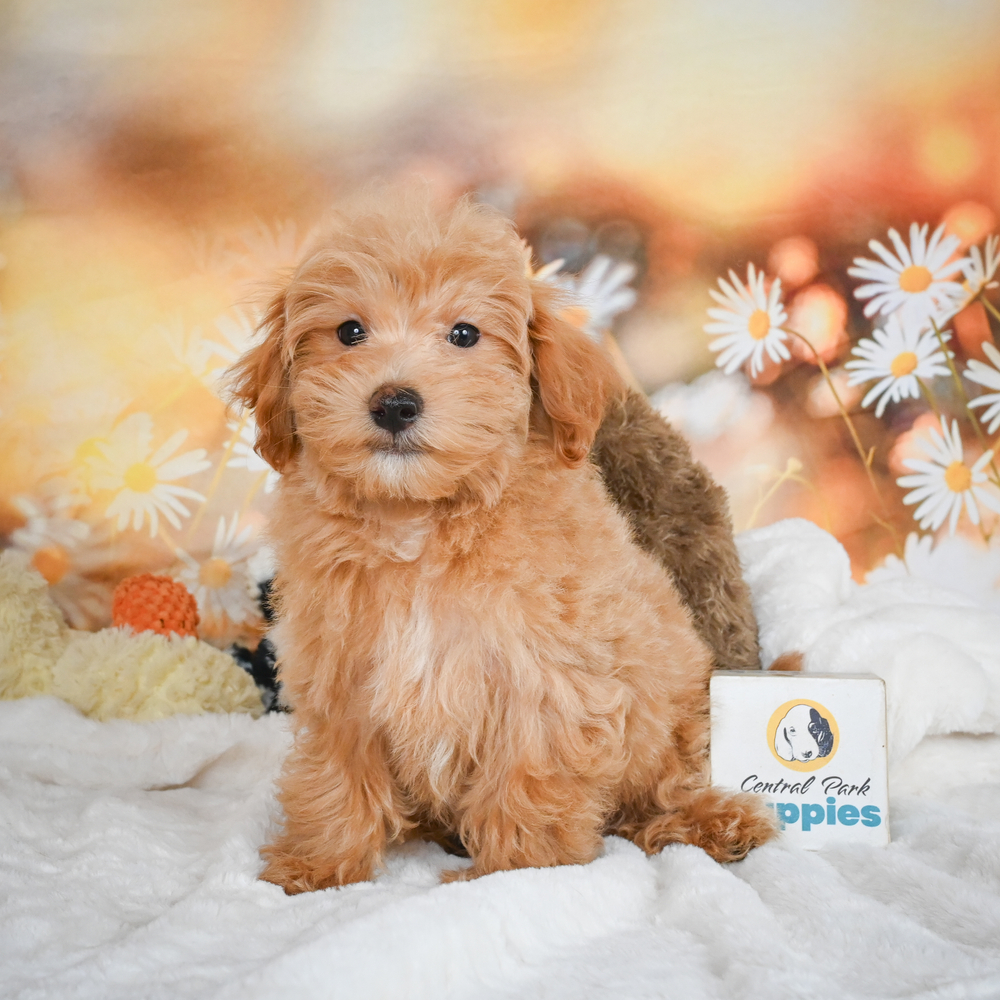 F1 Maltipoo Puppy for Sale in NYC