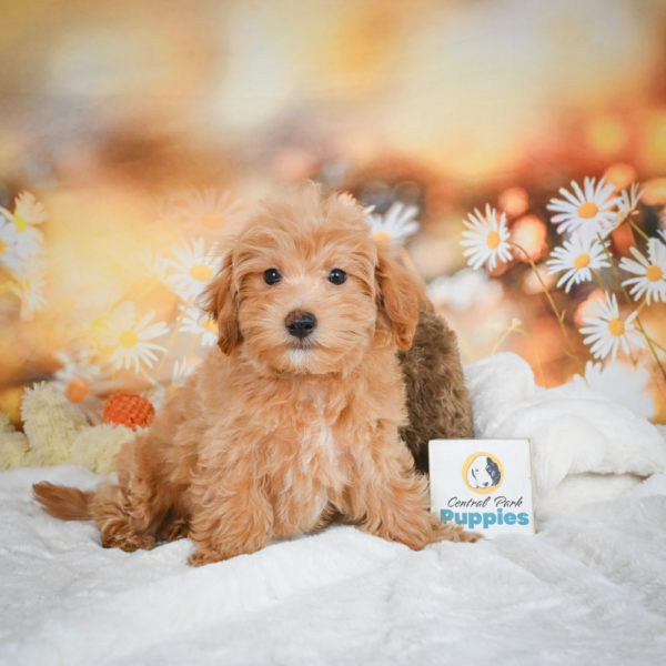 F1 Maltipoo Puppy for Sale