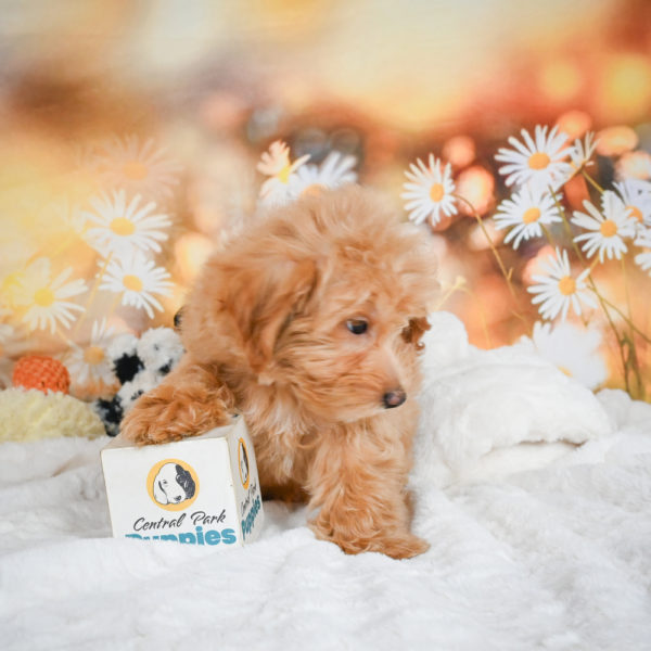F1 Maltipoo Puppy for Sale