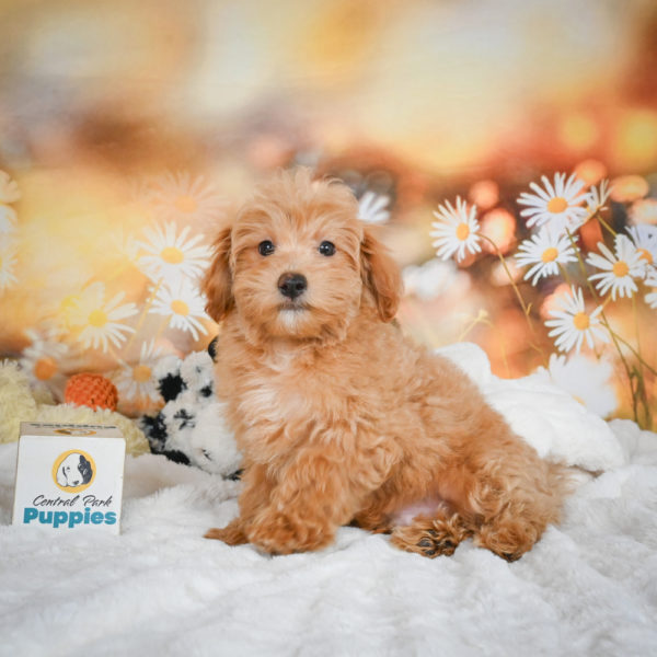 F1 Maltipoo Puppy for Sale