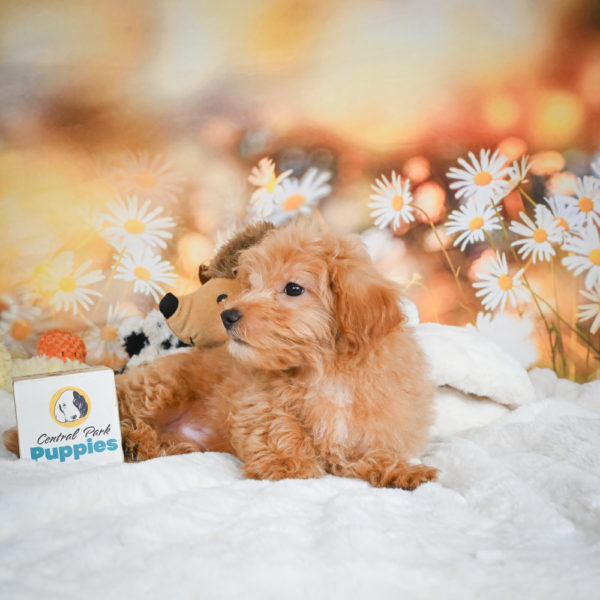 F1 Maltipoo Puppy for Sale