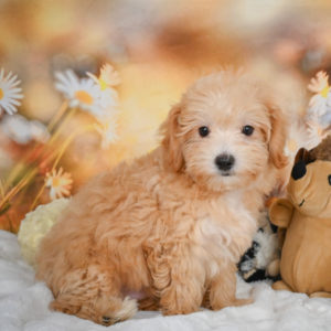 F1 Maltipoo Puppy for Sale