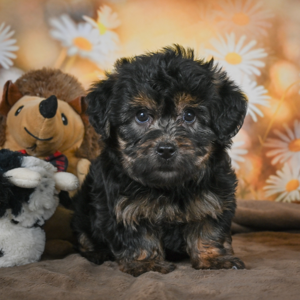 Yorkshire Terrier Puppy for Sale in NYC