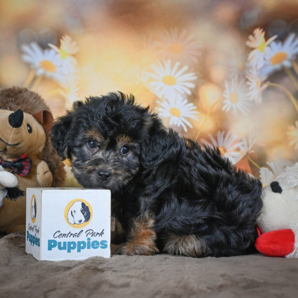 Yorkshire Terrier Puppy for Sale