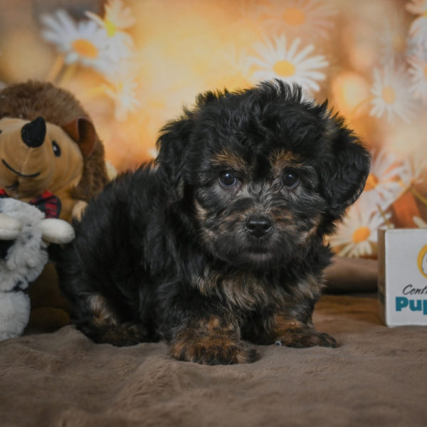 Yorkshire Terrier Puppy for Sale