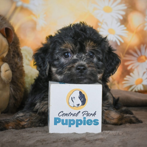 Yorkshire Terrier Puppy for Sale