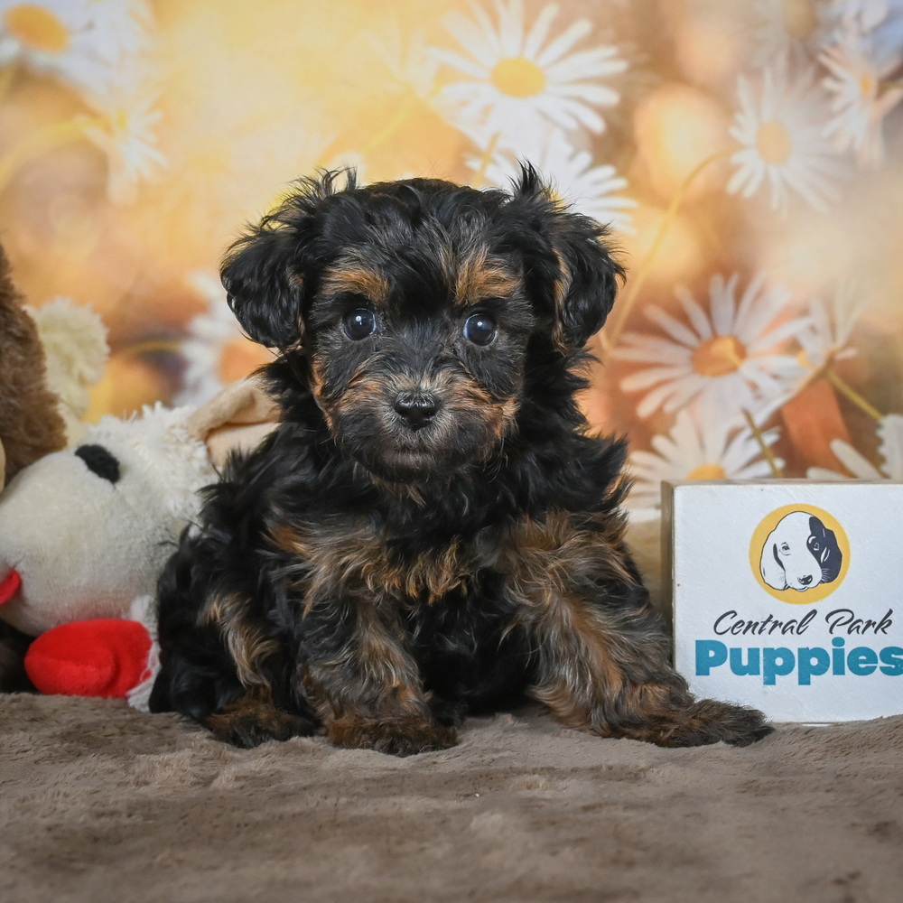 Yorkshire Terrier Puppy for Sale in NYC