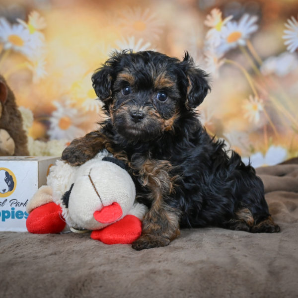 Yorkshire Terrier Puppy for Sale