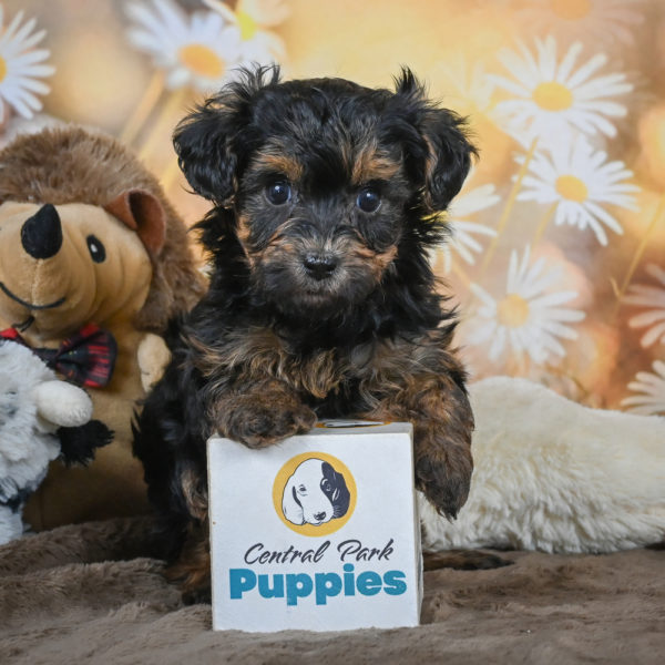 Yorkshire Terrier Puppy for Sale