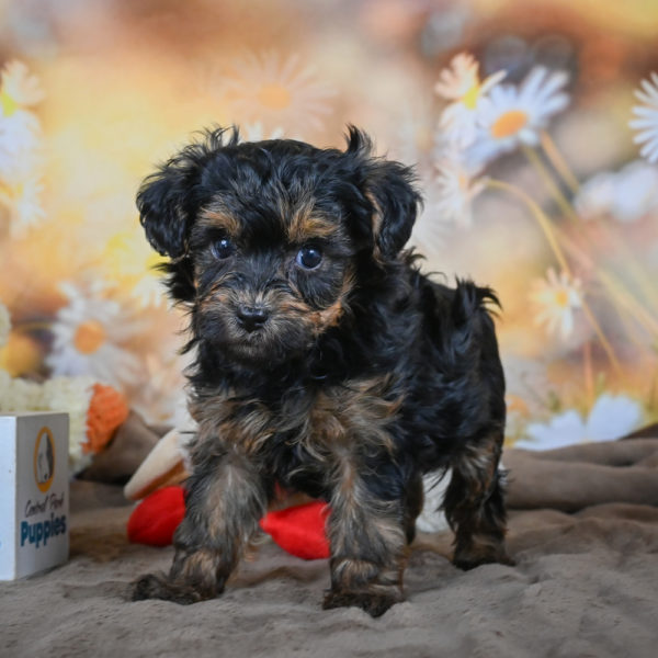 Yorkshire Terrier Puppy for Sale