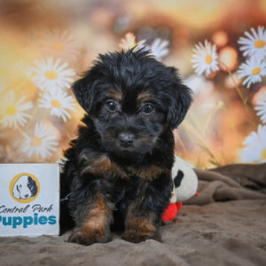 Yorkshire Terrier Puppy for Sale