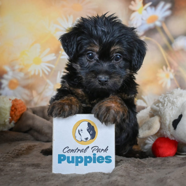 Yorkshire Terrier Puppy for Sale