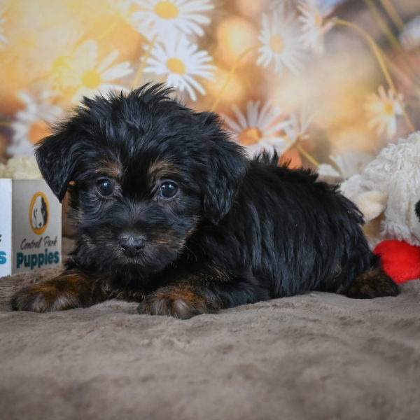 Yorkshire Terrier Puppy for Sale