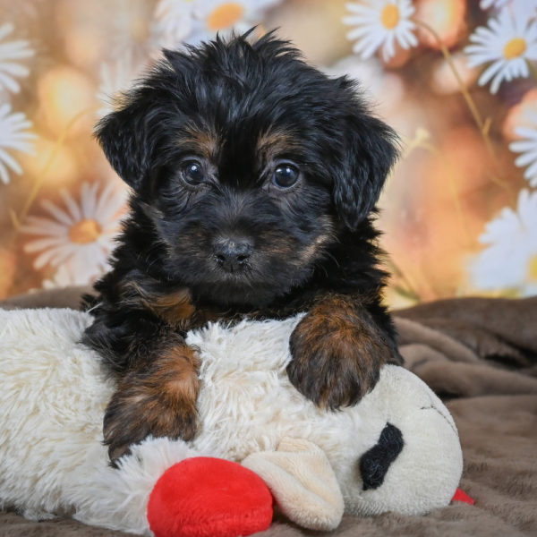Yorkshire Terrier Puppy for Sale