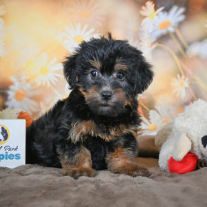 Yorkshire Terrier Puppy for Sale