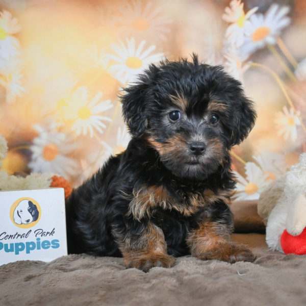 Yorkshire Terrier Puppy for Sale