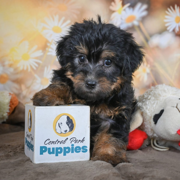 Yorkshire Terrier Puppy for Sale