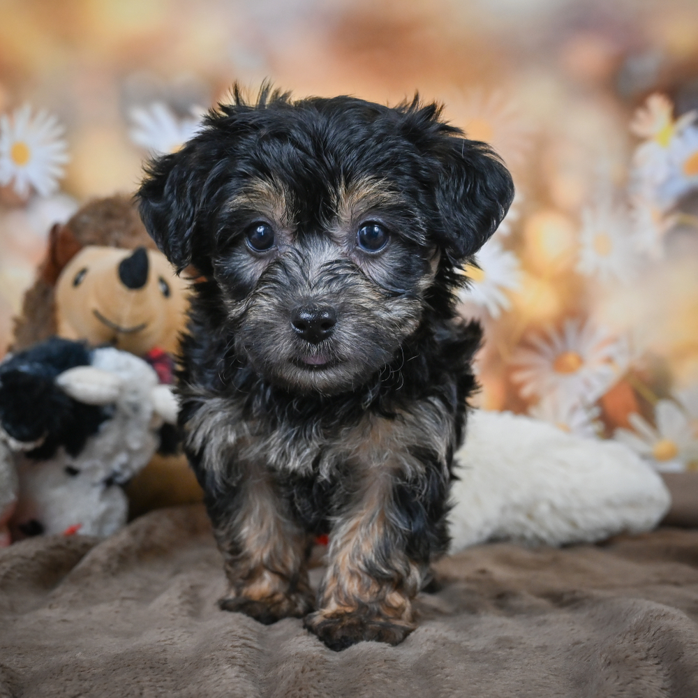 Yorkshire Terrier Puppy for Sale in NYC