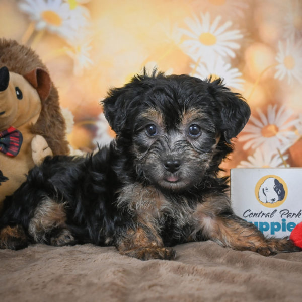 Yorkshire Terrier Puppy for Sale