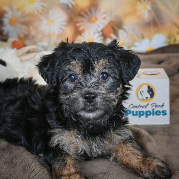 Yorkshire Terrier Puppy for Sale