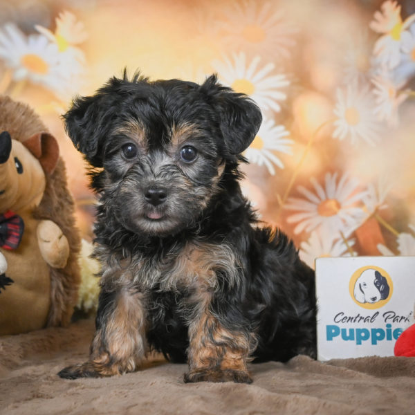 Yorkshire Terrier Puppy for Sale