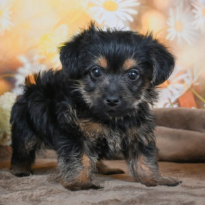 Yorkshire Terrier Puppy for Sale