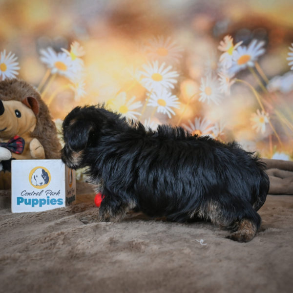 Yorkshire Terrier Puppy for Sale