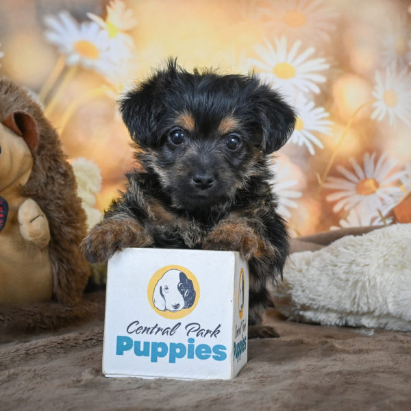 Yorkshire Terrier Puppy for Sale