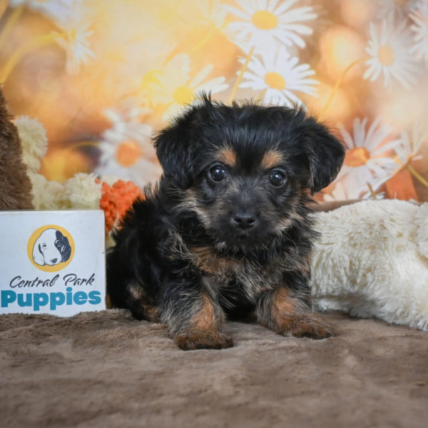 Yorkshire Terrier Puppy for Sale