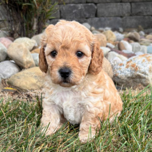 F1b Maltipoo Puppy for Sale