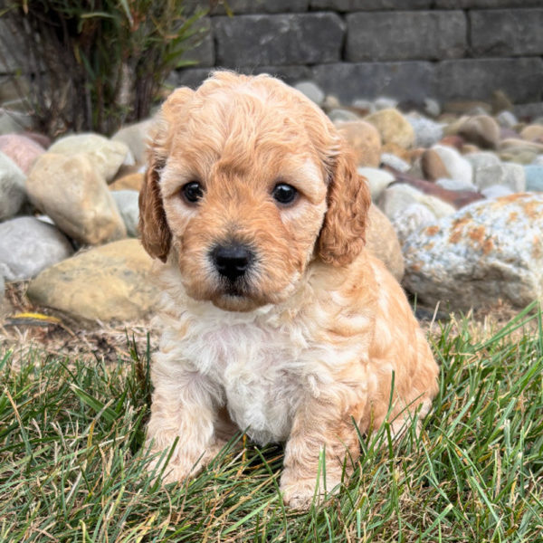 F1b Maltipoo Puppy for Sale