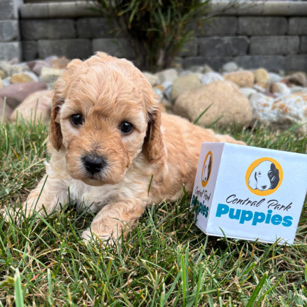 F1b Maltipoo Puppy for Sale