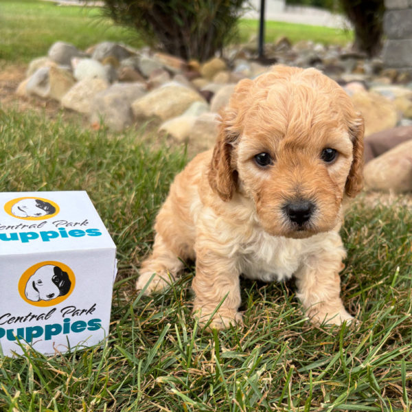 F1b Maltipoo Puppy for Sale