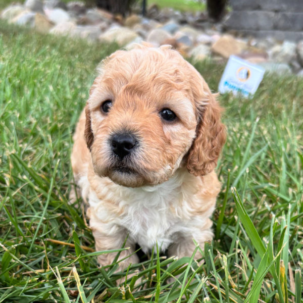 F1b Maltipoo Puppy for Sale