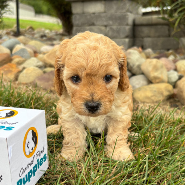 F1b Maltipoo Puppy for Sale