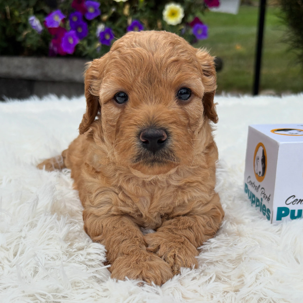 F1b Maltipoo Puppy for Sale in NYC