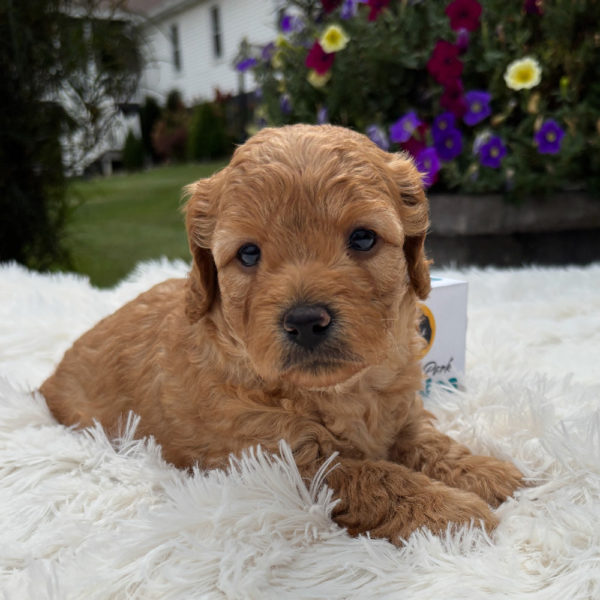 F1b Maltipoo Puppy for Sale