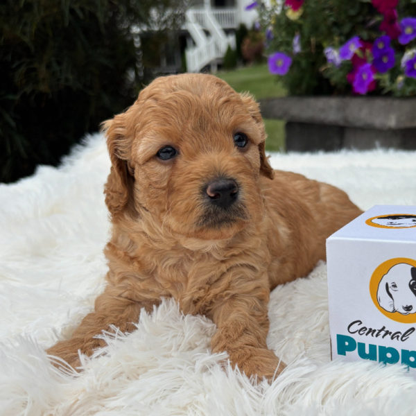 F1b Maltipoo Puppy for Sale