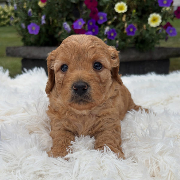 F1b Maltipoo Puppy for Sale