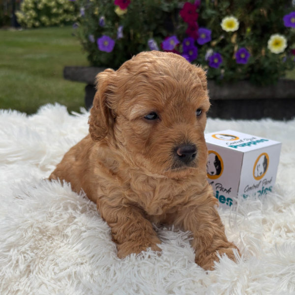 F1b Maltipoo Puppy for Sale