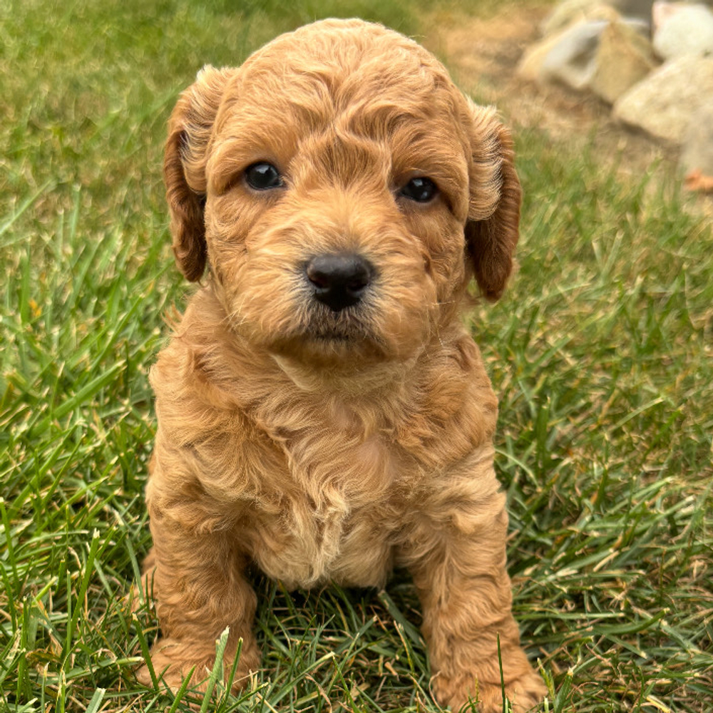 F1b Maltipoo Puppy for Sale in NYC