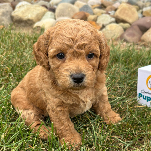 F1b Maltipoo Puppy for Sale